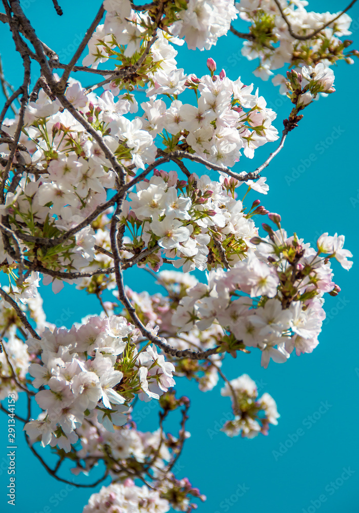 Obraz premium Weiße Kirschblüten vor einem blauen Hintergrund