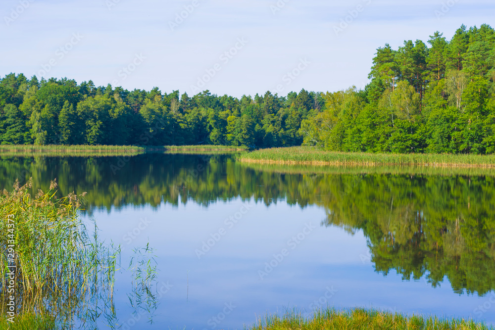 Perfect reflection of the forest in the surface of the lake, reeds, grasses, water, landscape, nature, trees