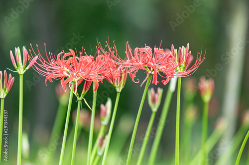 Red Spider Lily, taken at Kinchakuda, Saitama, Japan photo