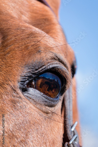 Horse eye macro in colour