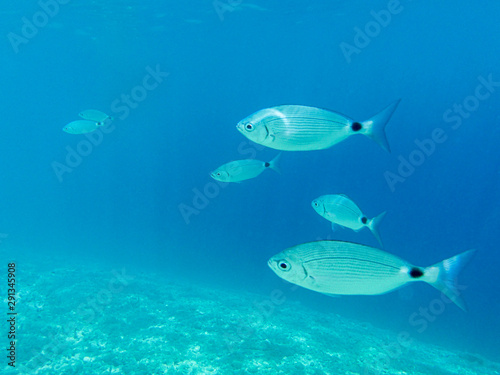 UNDERWATER view. Fishes in the turquoise clear water and white pebbles scattered off the seabed of the Antisamos bay, Kefalonia island, Ionian Sea, Greece. Natural background. © vikakurylo81