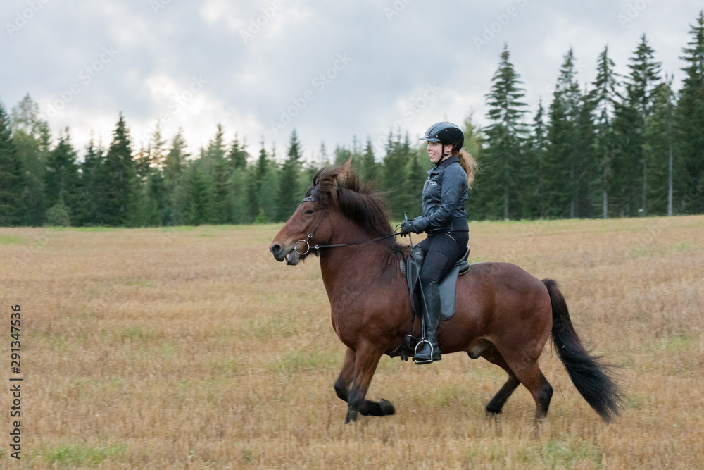 Icelandic horse riding