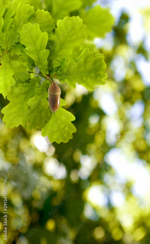 image of oak leaves with acorn on a green background closeup image of oak leaves with acorn on a green background closeup