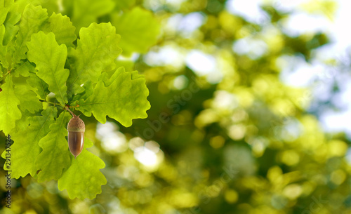 image of oak leaves with acorn on a green background closeup