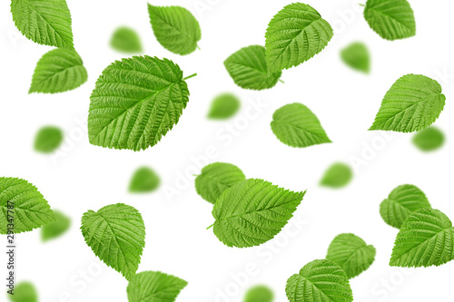 Falling Raspberry leaves isolated on white background, selective focus © grey