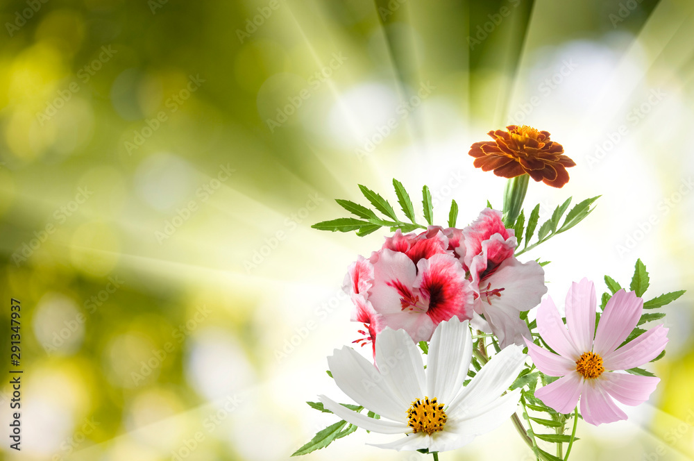 beautiful flowers in the garden on green background сloseup beautiful flowers in the garden on green background сloseup