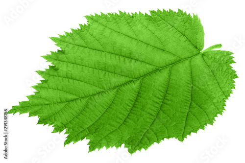 hazelnut leaf, isolated on white background, clipping path, full depth of field