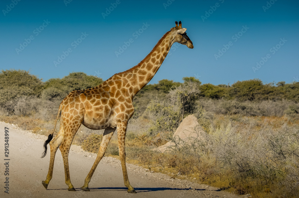 Obraz premium Giraffe