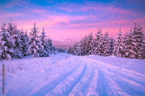 Forest in magic pink morning light © Bashkatov