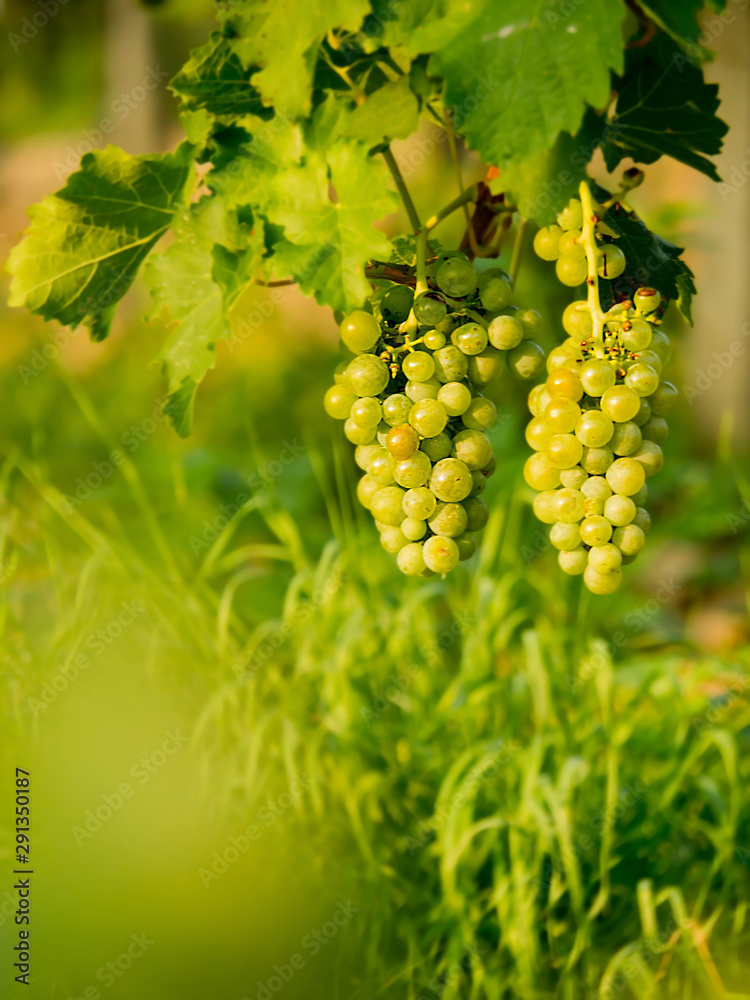 sweet grape in the vineyard, green balls, vine leaves, sunshine, harvest time