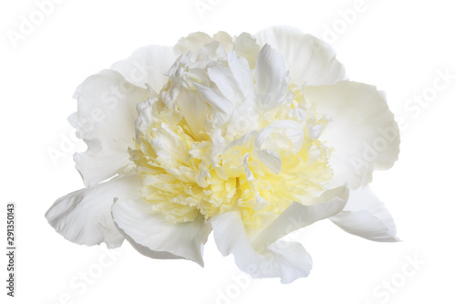 White-yellow peony with a terry center peony isolated on a white background.