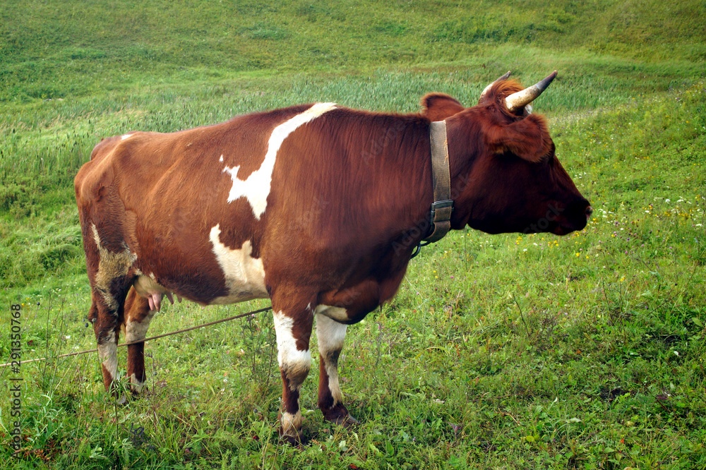 In the summer, a brown cow eats green grass in the meadow. In the summer, a brown cow eats green grass in the meadow.