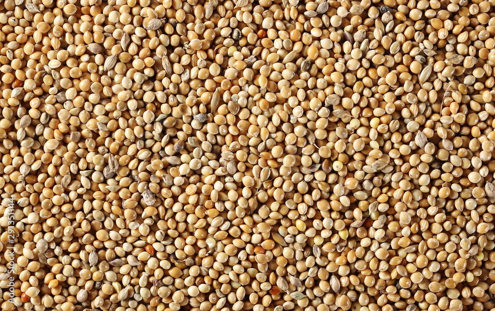 Millet seeds background and texture Millet seeds background and texture