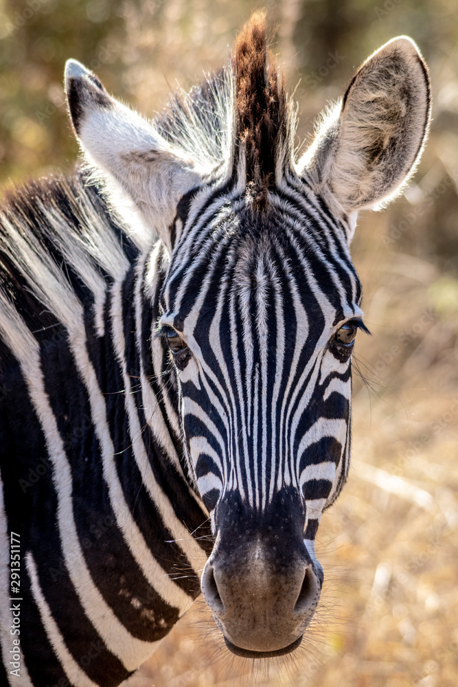 Naklejka premium Close up of Zebra