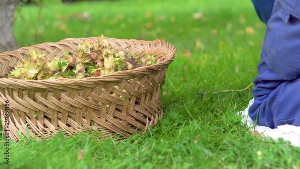 Hand of farmer picking hazelnuts. Hazelnuts harvesting. picking hazelnuts in a basket . Hand of farmer picking hazelnuts. Hazelnuts harvesting. picking hazelnuts in a basket .