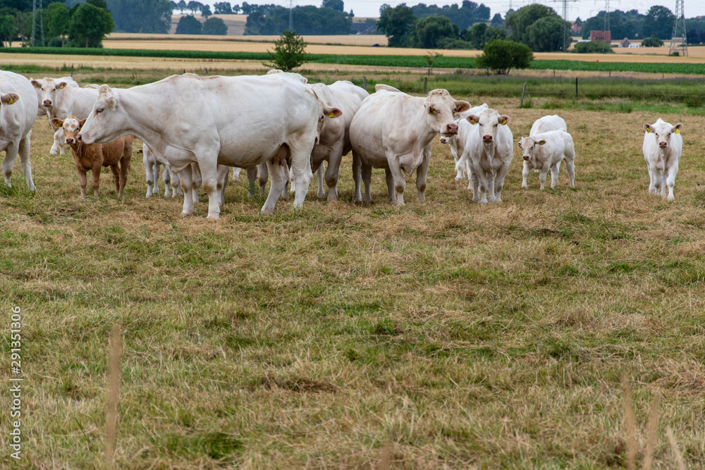 Eine Herde Kühe mit Kälber fressen auf einer Weide. Das Gras ist schon sehr trocken. Es hat lange nicht mehr geregnet. Eine Herde Kühe mit Kälber fressen auf einer Weide. Das Gras ist schon sehr trocken. Es hat lange nicht mehr geregnet.