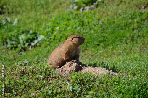 A prairie dog in the outdoors