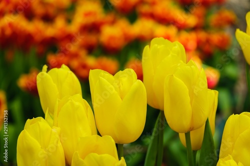 flowerbed flower garden sum...