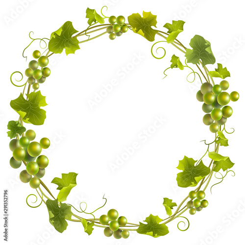 Green grape wreath. Round green frame bunches of grapes. Vector illustration.