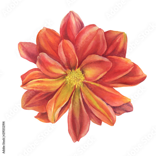 Сloseup red Dahlia flower. Watercolor hand drawn painting illustration isolated on white background.