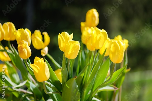 flowerbed flower garden sum...
