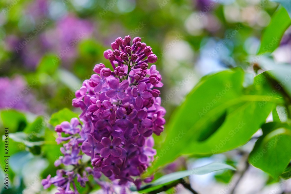 nature meadow spring field flower, agriculture. nature meadow spring field flower, agriculture.