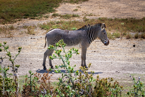 Photography Single zebra in a safari park in France
