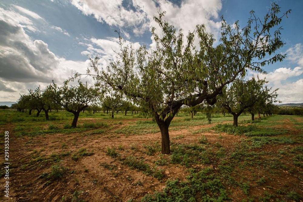 Almond field, just before the collection of the almond