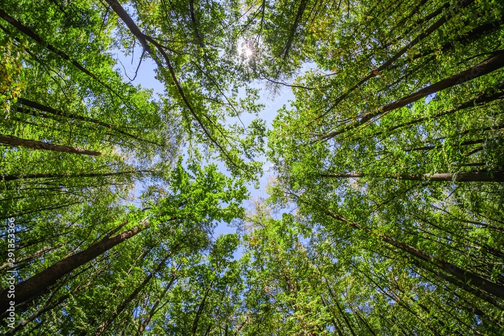 Obraz premium Tree forest nature sky blue, wide.