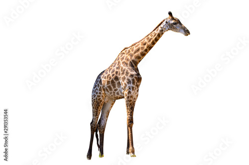 Large giraffe white background Isolate