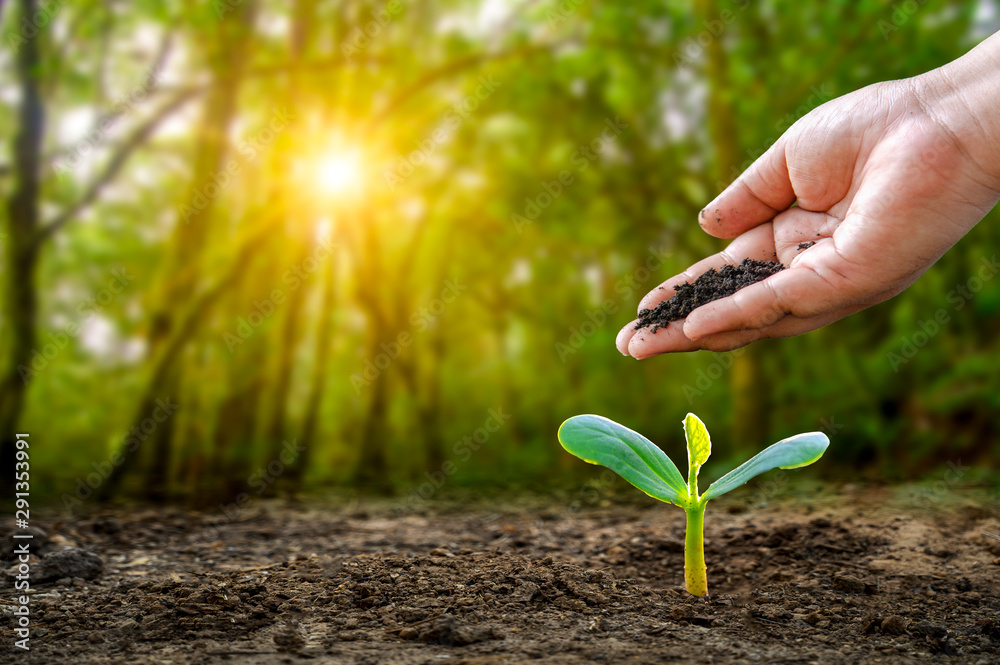 environment Earth Day In the hands of trees growing seedlings. Bokeh green Background Female hand holding tree on nature field grass Forest conservation concept environment Earth Day In the hands of trees growing seedlings. Bokeh green Background Female hand holding tree on nature field grass Forest conservation concept
