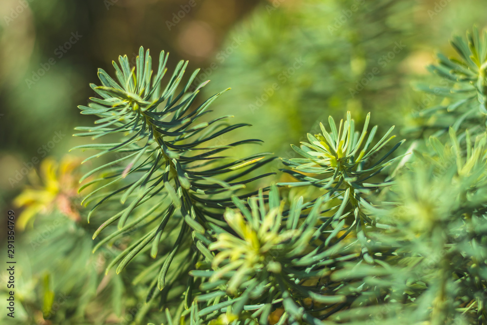 Euphorbia cyparissias - close-up view of green leaves of the cypress spurge plant Euphorbia cyparissias - close-up view of green leaves of the cypress spurge plant