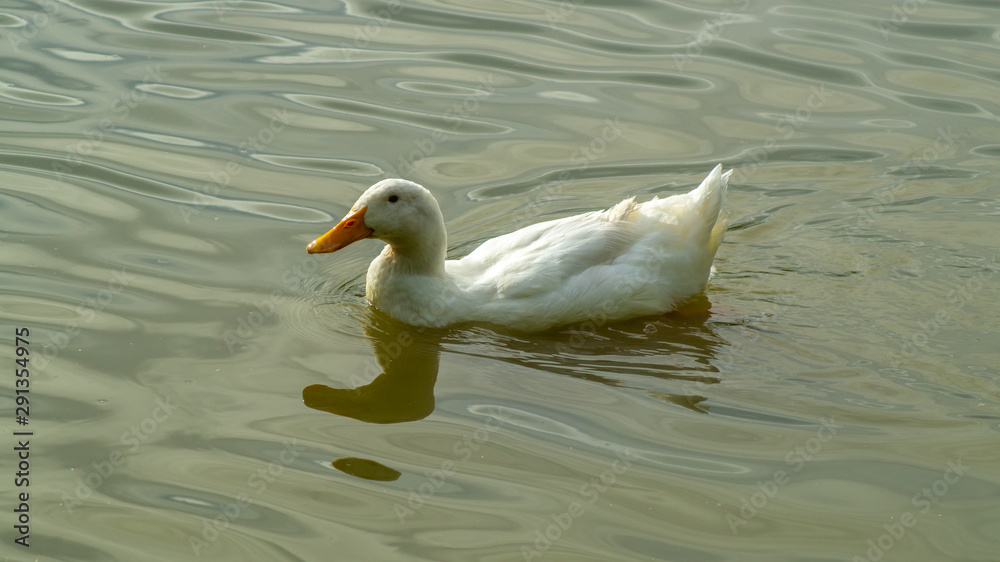 Closed Up water level view of single large white heavy aylesbury pekin peking duck