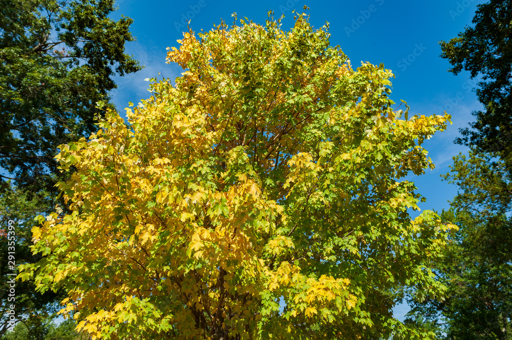 Yellow Tree