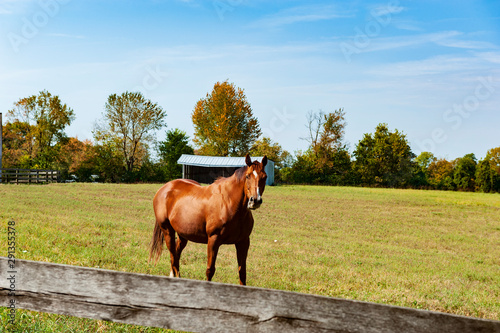 Horse © Barrys Gallery 