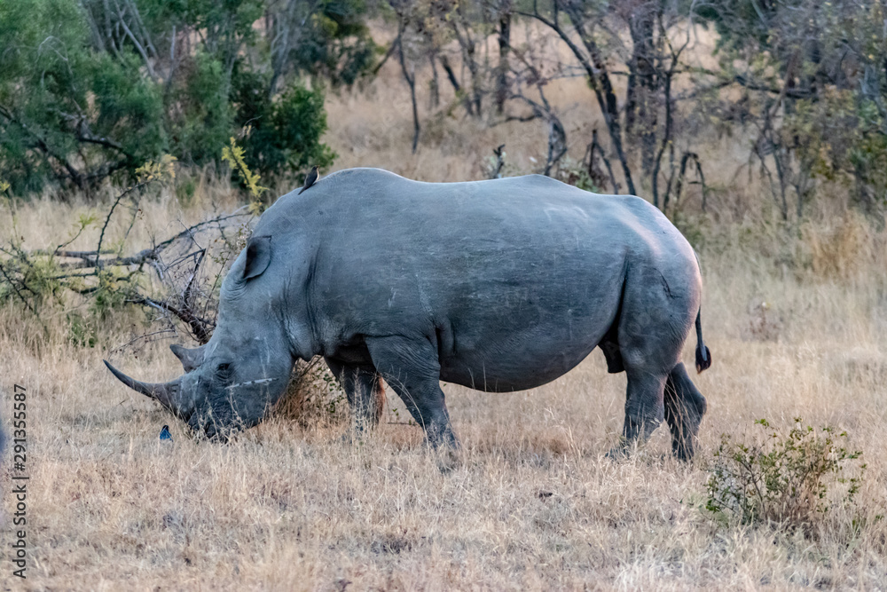 Fototapeta premium Rhinos in the Savanna 