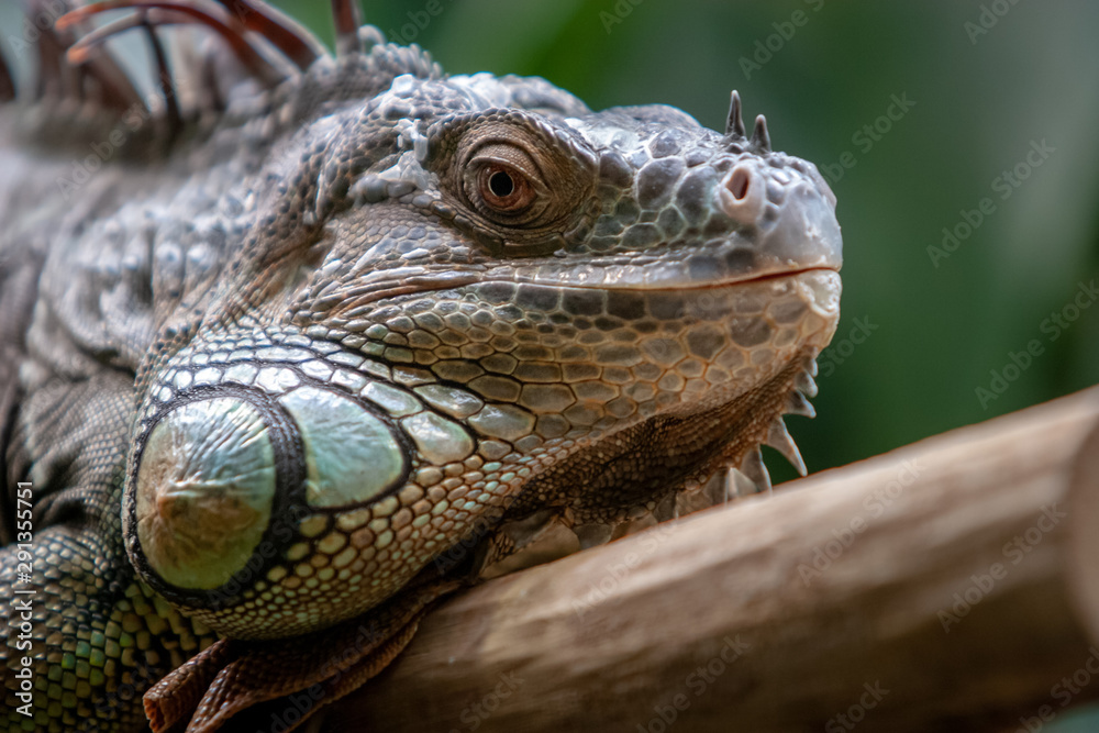Iguana head close up. Large needles on the mane. Eyes open. The mouth is closed. The green background is blurred. Iguana head close up. Large needles on the mane. Eyes open. The mouth is closed. The green background is blurred.