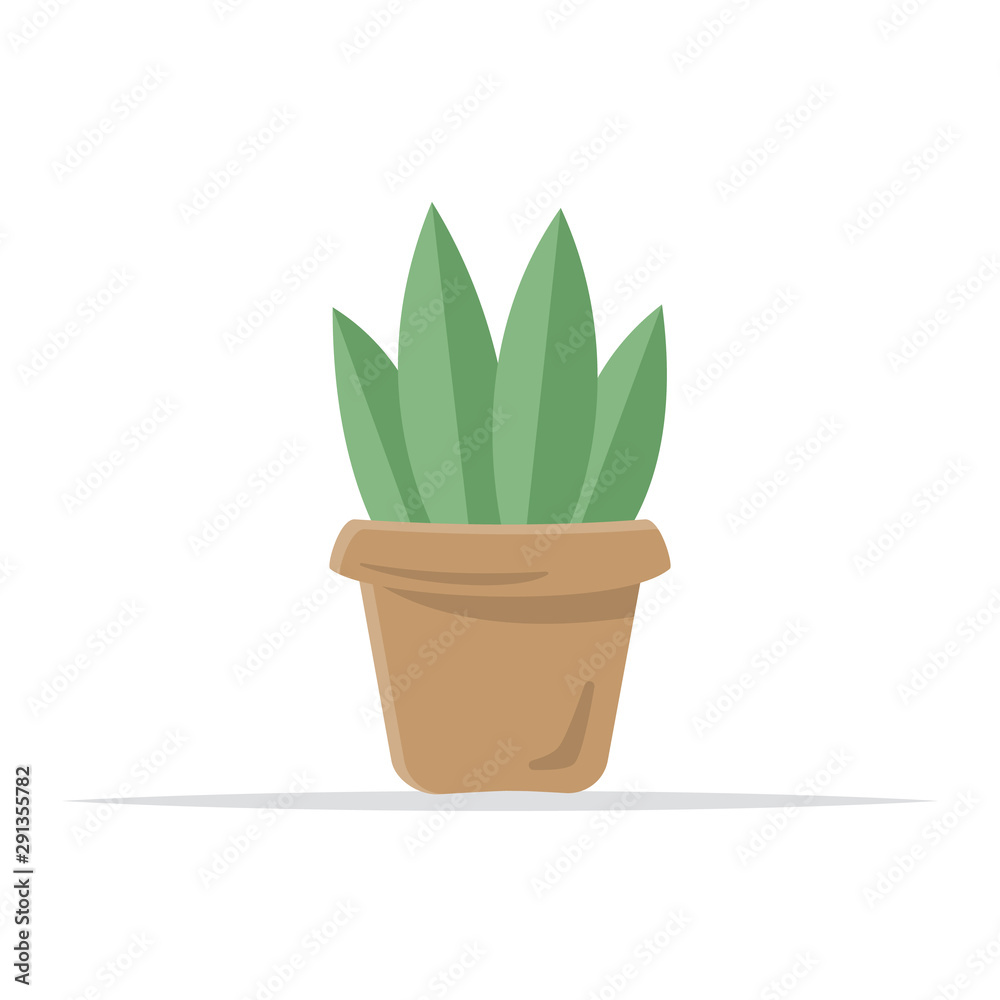 Potted plants. Isolated on a white background