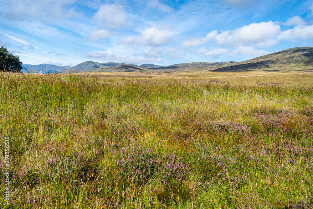 Upland Marshy Moor, Glen Clova, Angus, Scotland