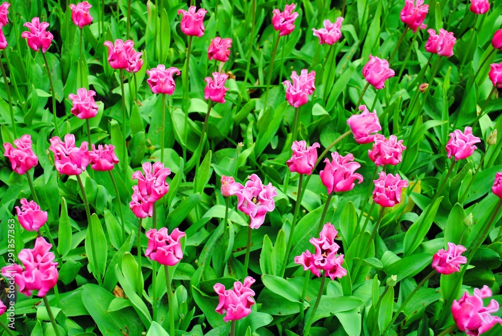 The Glade with terry lilac tulips in the Netherlands flowers park The Glade with terry lilac tulips in the Netherlands flowers park