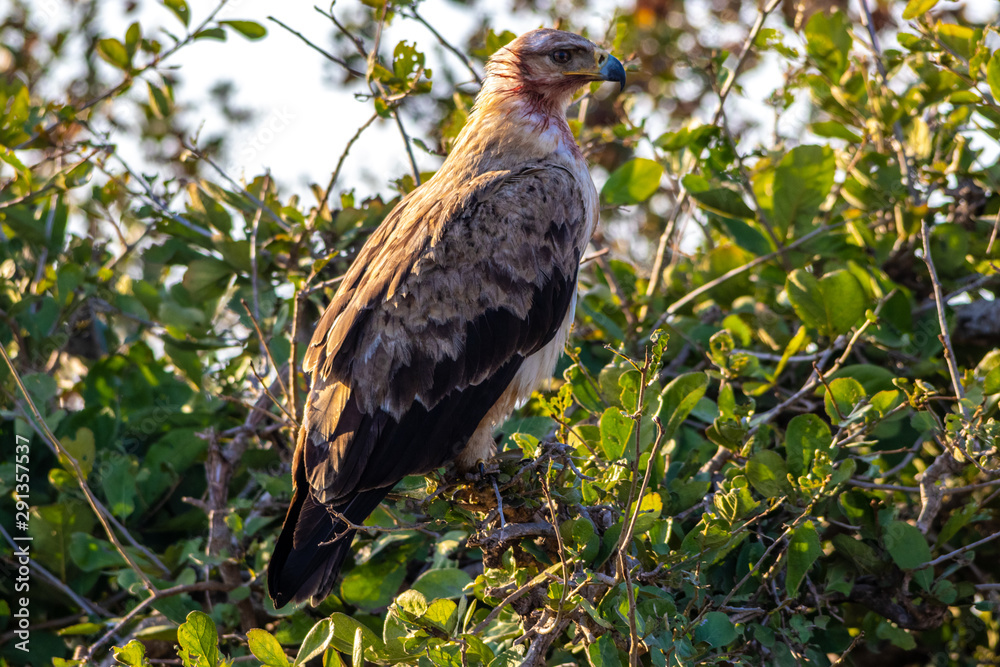Martial Eagle with blood on face Martial Eagle with blood on face