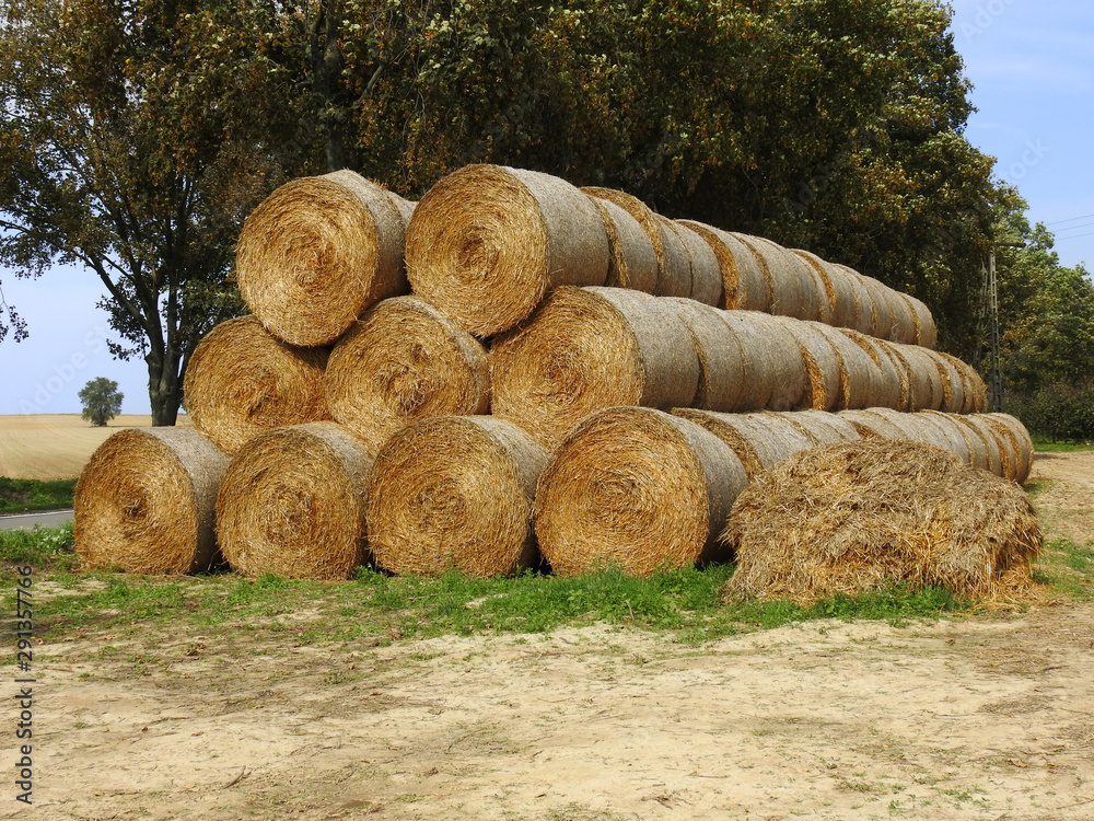 stacks of hay with trees and a power post in the background stacks of hay with trees and a power post in the background
