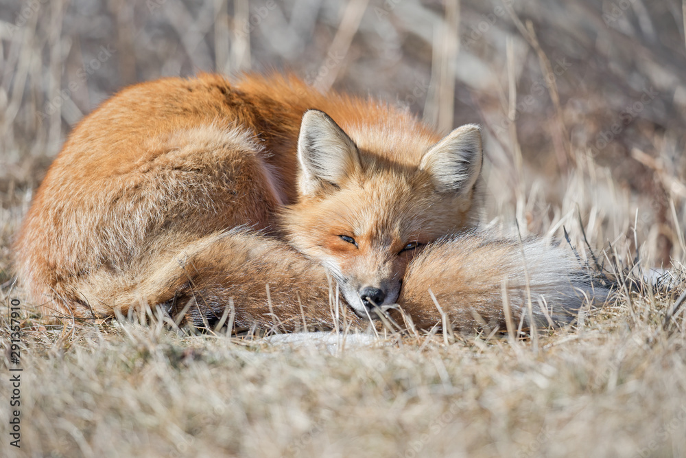 Fototapeta premium Red fox