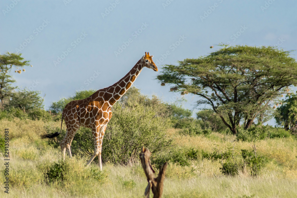 Fototapeta premium Giraffe crossing the trail in Samburu Park
