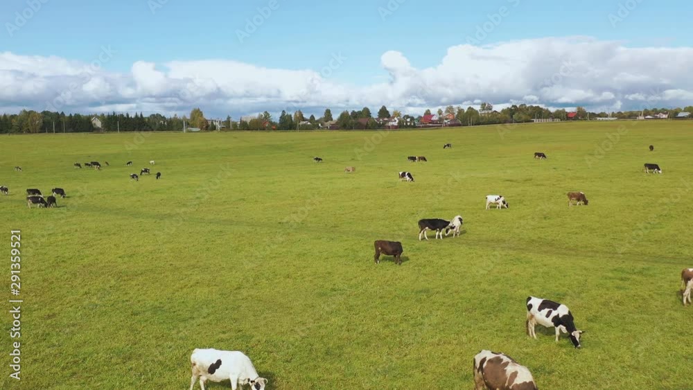 Drone view of cows and goats grazing in the autumn meadow Drone view of cows and goats grazing in the autumn meadow