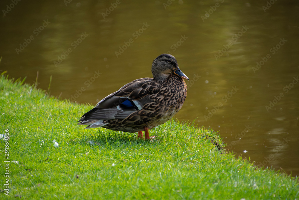Close-up of a beautiful relaxing female duck at the water Close-up of a beautiful relaxing female duck at the water