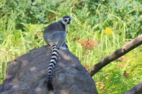 lemur on a rock