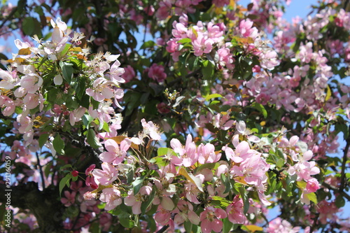 flowers in the garden