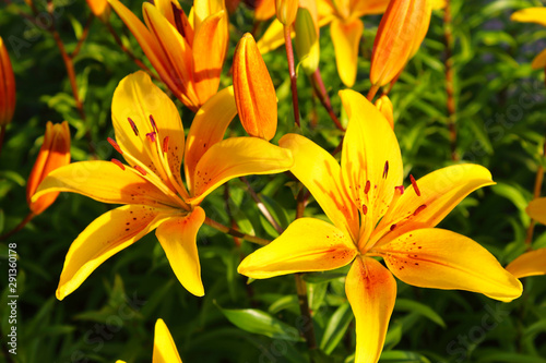 Beautiful vibrant lily flowers. Close-up. Background.