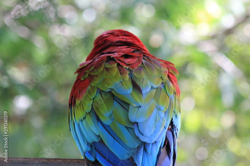 parrot at the zoo Quebec